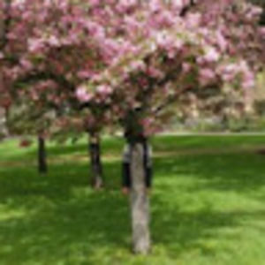 Meet your Posher, Khin cherie